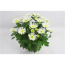 Chrysanthemum 'Splash Ice Queen'