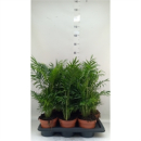 Chamaedorea elegans