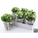 Holztopf mit Kalanchoe