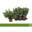 Phlebodium aureum 'Davana'