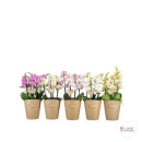 Phalaenopsis "Duetto" 4-5 Rispen Mix