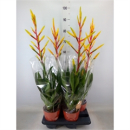 Tillandsia 'Luminosa'