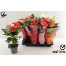 Anthurium andr. gemischt