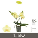 Phalaenopsis "Tablo" 2 Rispen gelb