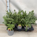 Papaver orientale