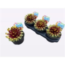 Sempervivum Chick Charms