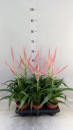 Tillandsia 'Dolce'