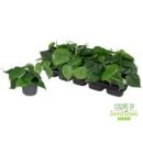 Philodendron scand.