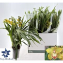 Cymbidium 3-4 Rispen gelb