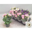 Eustoma russ.  gemischt