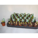 Mini Scilla siberica weiß