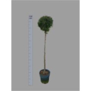 Thuja occid. 'Smaragd'