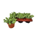 Sedum burrito
