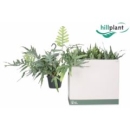 Phlebodium aureum 'Blue Star' Ampel