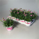 Dianthus "Pink Kisses"
