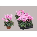 Cyclamen 'Falbala'