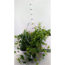 Hedera helix Ampel
