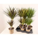 Dracaena marg. Mix