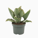 Kalanchoe  beharensis