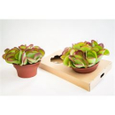 Kalanchoe  thyrsiflora