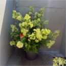Hydrangea pan. 'Wim's Red'
