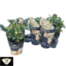 Helleborus erics. 'Viv Valeria'
