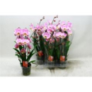 Phalaenopsis "Cascade" rosa geflammt