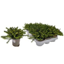 Erica darley. 'Weisse Lena'