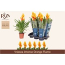 Vriesea 'Intenso Flame' gelb