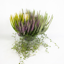 Calluna Mixschale mit Mühlenbeckia