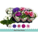 Primula obcon. 'Touch Me' gemischt