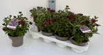 Lonicera "Chick & Choc"