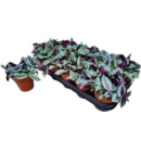Tradescantia zebrina