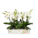 Phalaenopsis 2 Rispen weiß "Big 50"