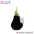 Waxz Samtamaryllis schwarz
