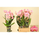 Phalaenopsis "Cascade" rosa