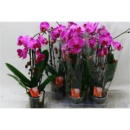 Phalaenopsis "Cascade" lila