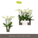 Phalaenopsis "Impresso Mathilde" weiß