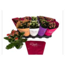Kalanchoe  gefüllt Mix