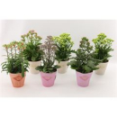 Kalanchoe blos. 'Veranda' gemischt
