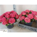 Hydrangea mac. Busch pink