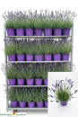 Lavandula ang. Kübel