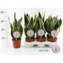 Sansevieria trifa. "Black Gold"
