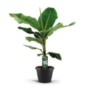Musa 'Dwarf Cavendish'