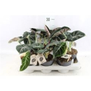 Alocasia 'Black Velvet'
