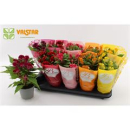 Celosia arg.  'Twisted' gemischt