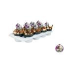 Zwiebelblumen gemischt in Topf pink