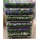 Campanula porten.