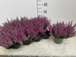 Calluna 'Beauty Ladies' Lila