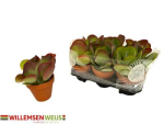 Kalanchoe thyrsiflor Tontopf